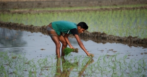 BDT 565bn loss in farmers&#039; income in 45 days