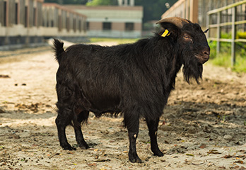 thumb-black-bengal-goat
